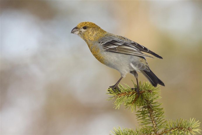 Loxia leucoptera белокрылый Клест