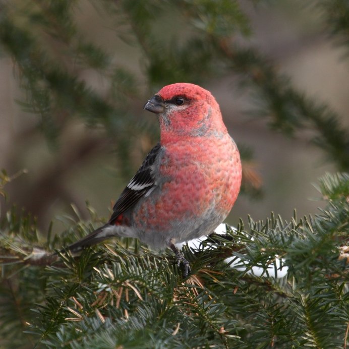 Клёст-Сосновик Loxia pytyopsittacus