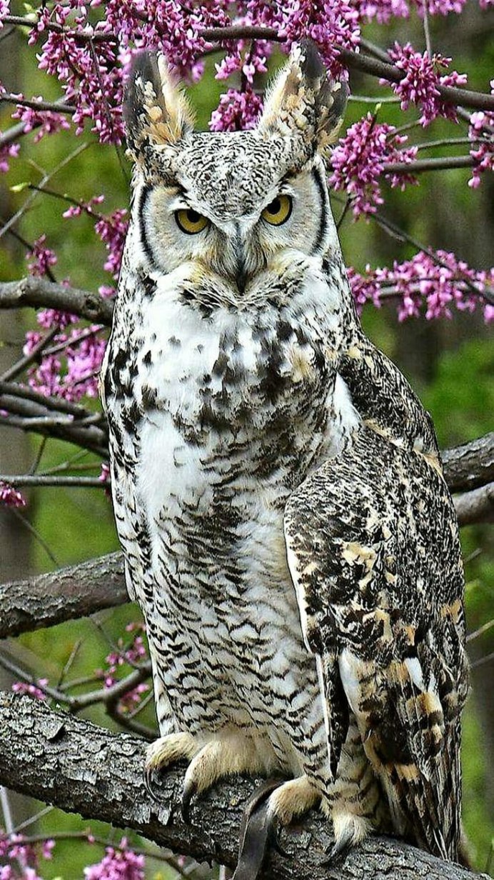 Филин птенец