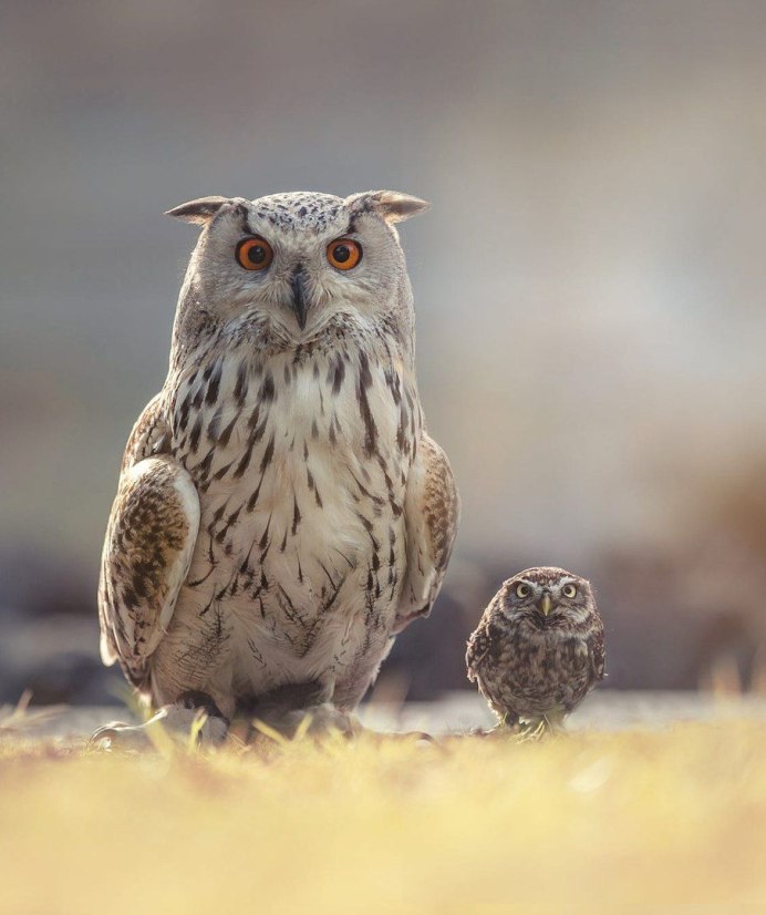 Полярная ушастая Сова