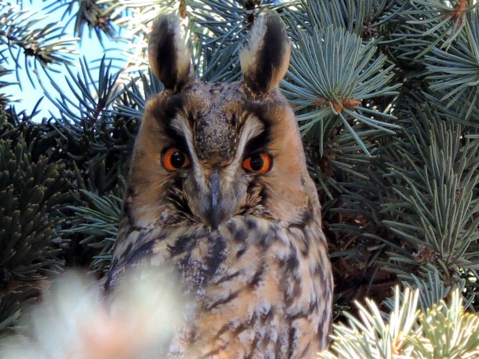 Северная белолицая Сова