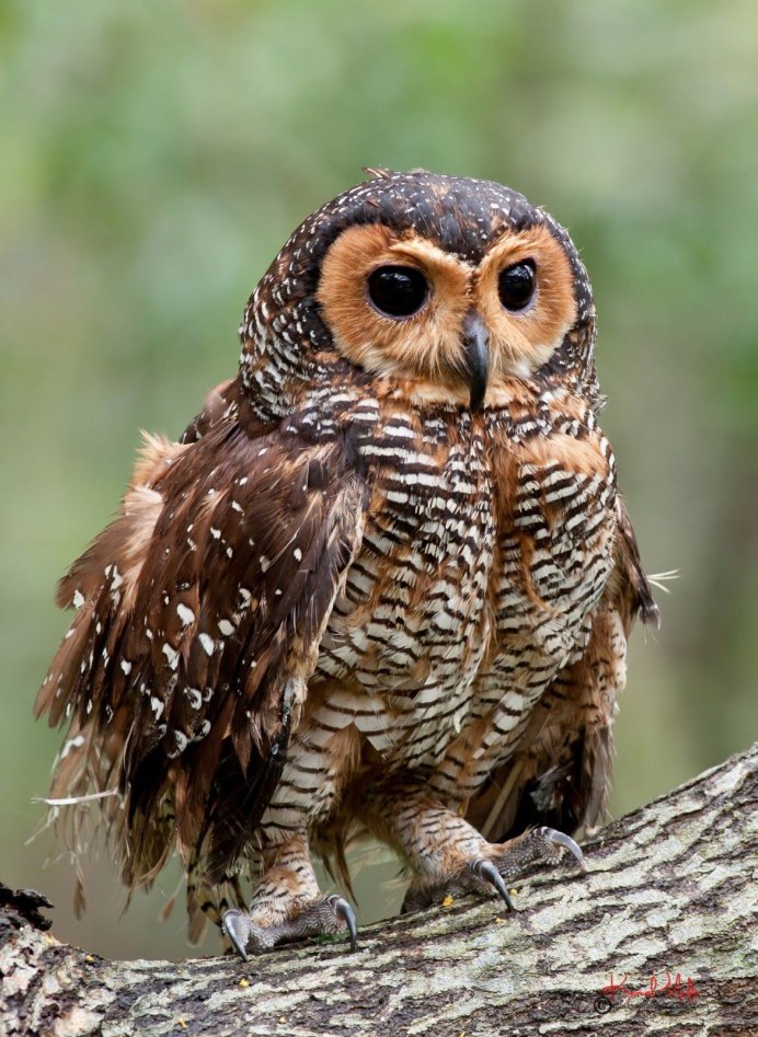 Две Совы на ветке