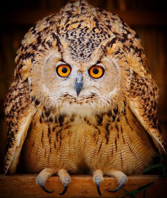 Широколиственные леса Сова