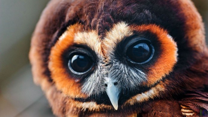 Африканская белолицая совка