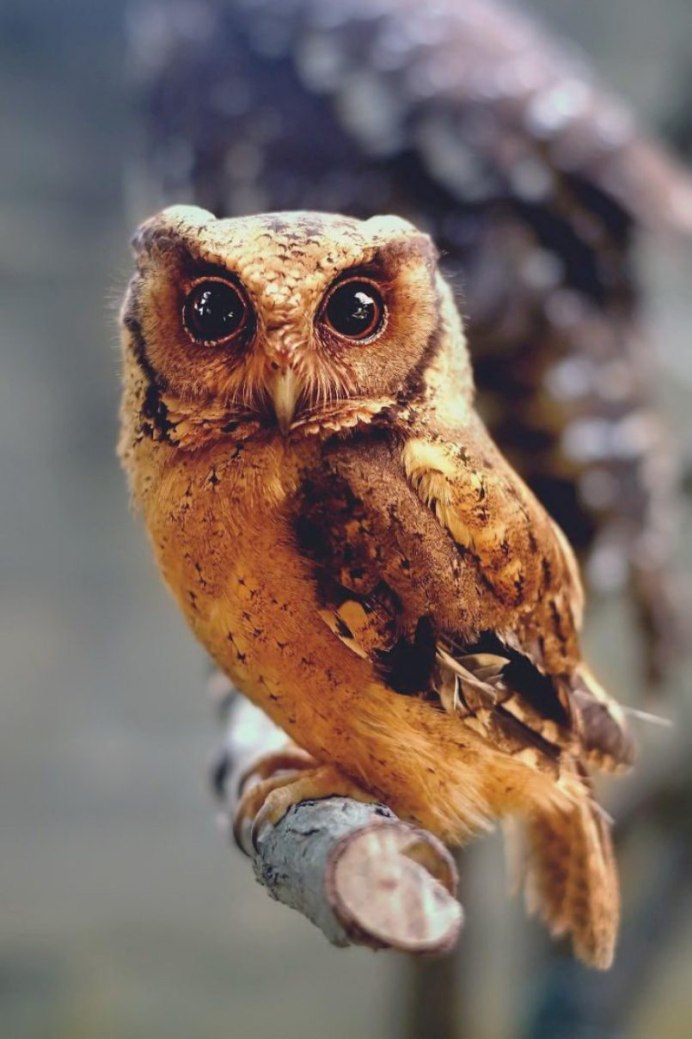 Необычные Совы