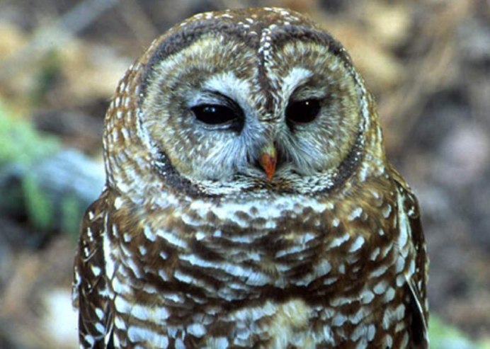 Совообразные Филин