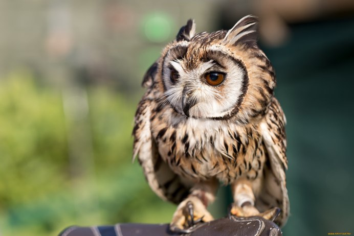 Сова с рогами