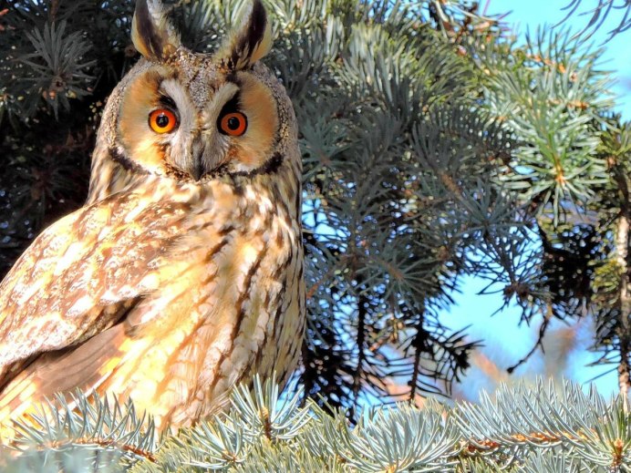 Североамериканский мохноногий Сыч