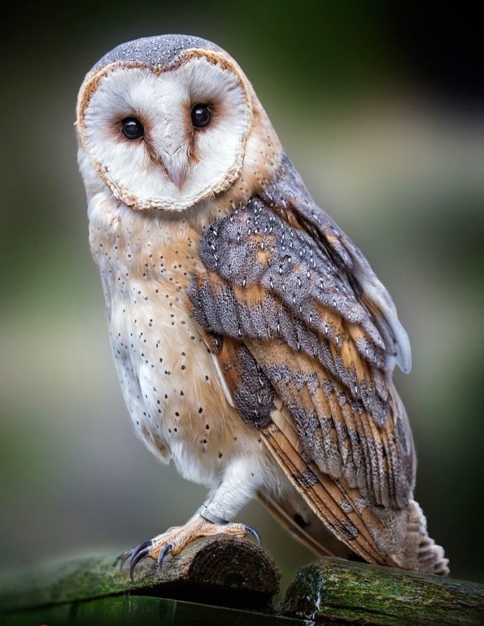 Милые Совята