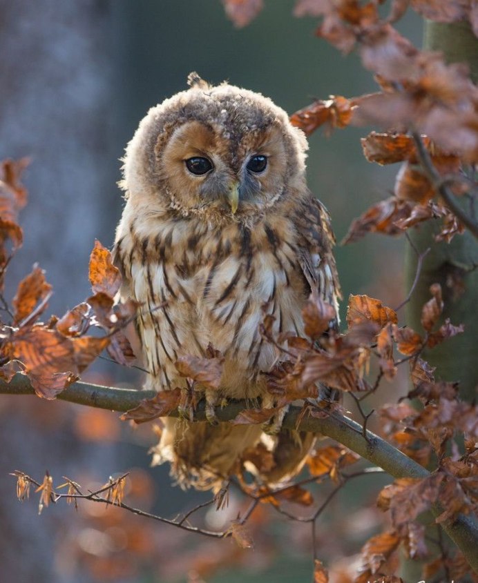 Старая Сова