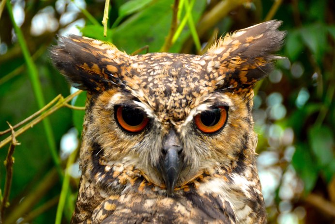 Голубая Филиппинская Сова