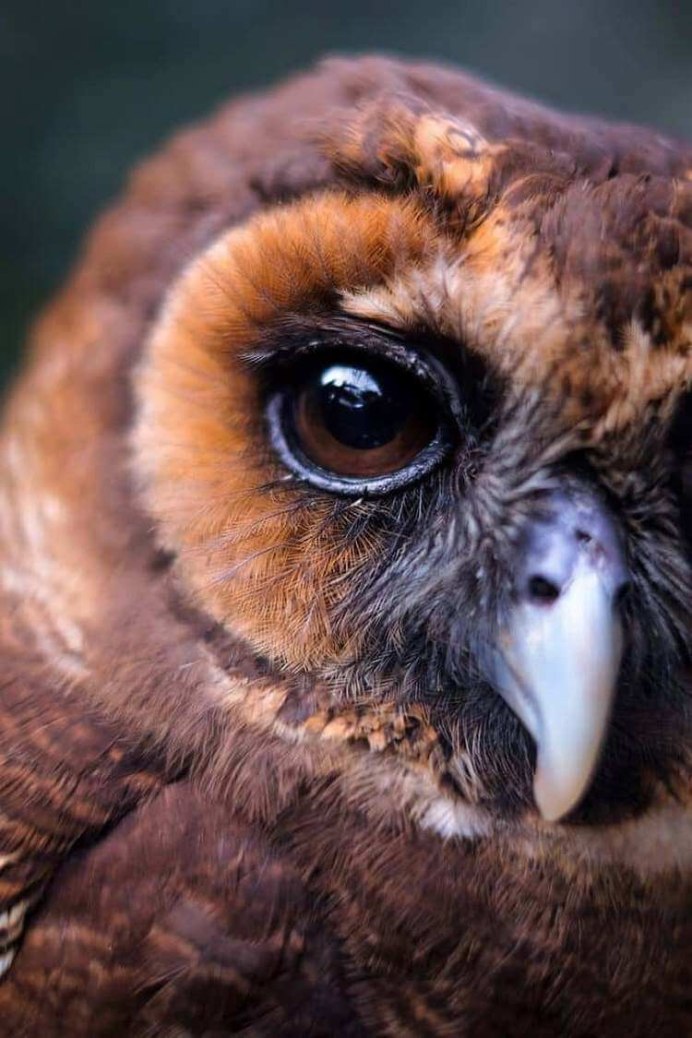 Полярная ушастая Сова