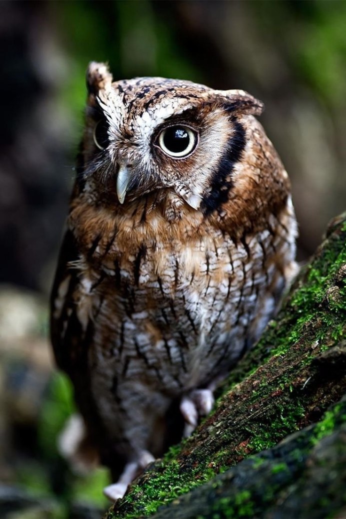 Сипуха Букля