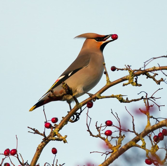Серенькая птичка с хохолком на голове