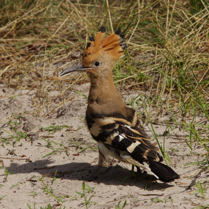 Браминский скворец (Sturnus pagodarum)