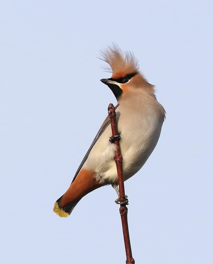 Удод птица Удод