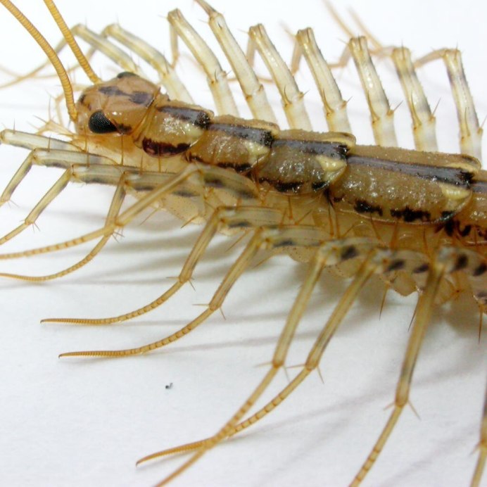 Обыкновенная мухоловка (Scutigera coleoptrata)