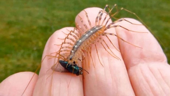 Scutigeromorpha Centipede