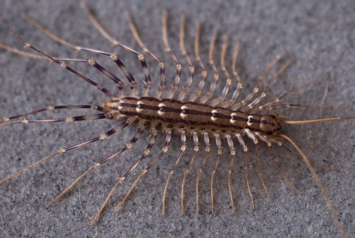 Многоножка Millipede