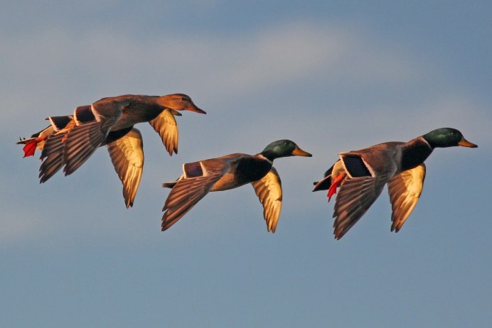 Перелетные птицы Дикие утки