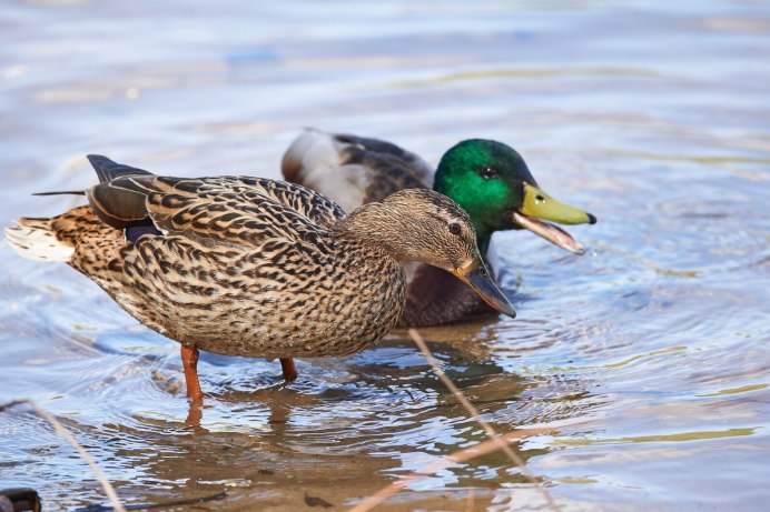 Утки зимующие в Москве