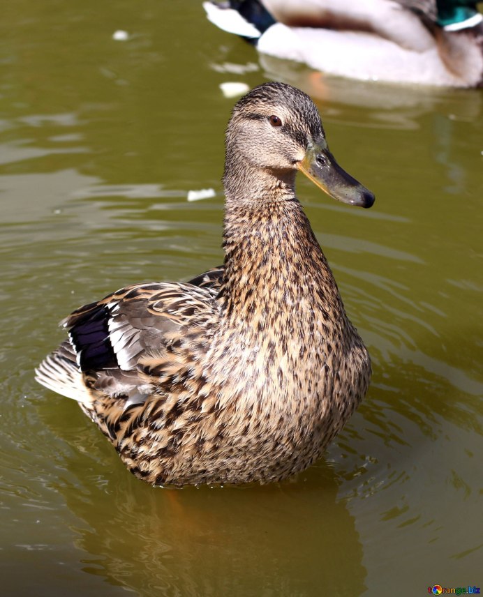 Птица утка кряква