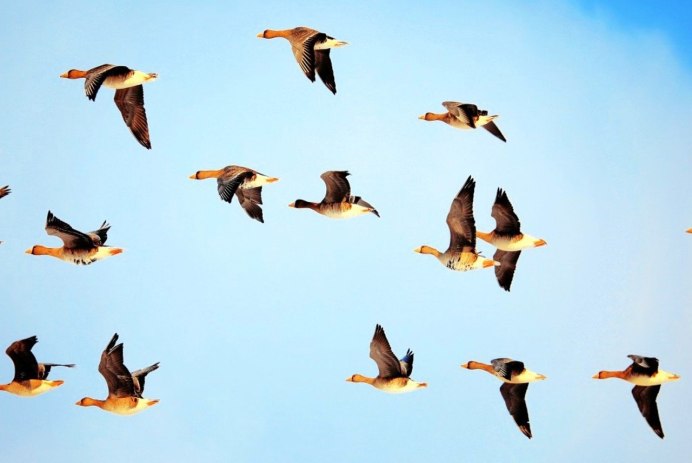 Утка селезень утята