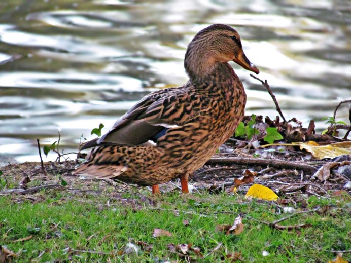 Утка кряква перелётная птица