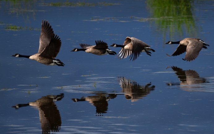 Кряква Перелетная