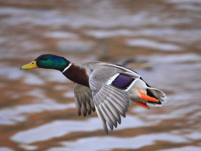 Осень утки улетают