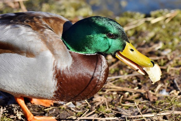 Утка кряква домашняя