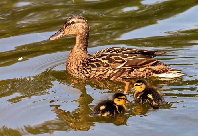 Птицы на Оби река