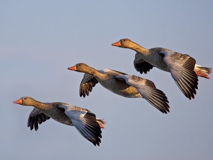 Дикие гуси перелетные птицы