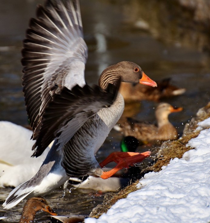Дикие перелетные гуси