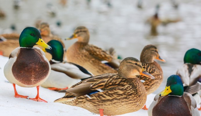Дикие гуси перелетные птицы