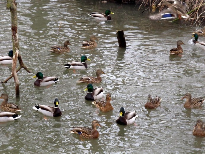 Серая утка Перелетная птица