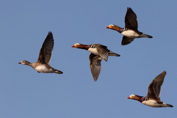 Перелетные птицы кряква