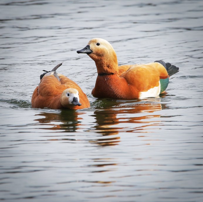 Птица утка кряква