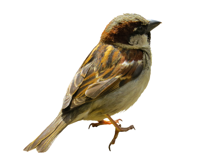 Воробей на желтом фоне рисунок