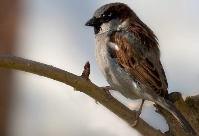 Ворона и Воробей