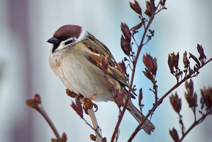 Воробей в полёте