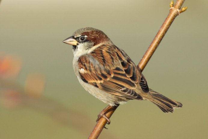 Строение воробья