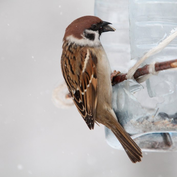 Домовый Воробей