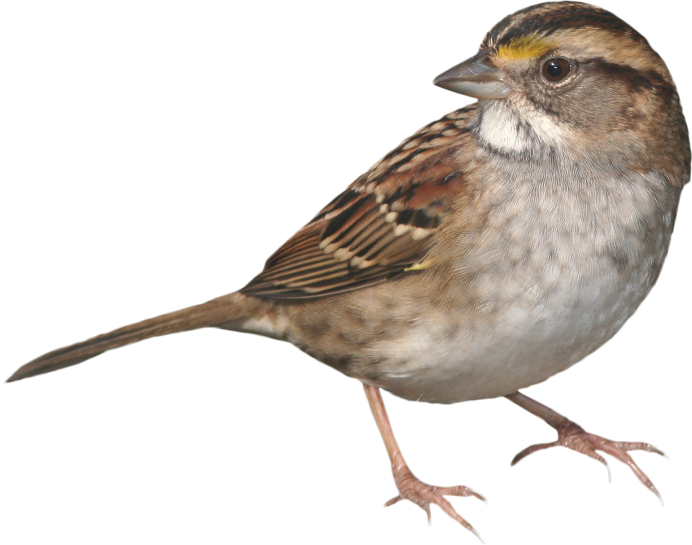 Птица Воробей для детей