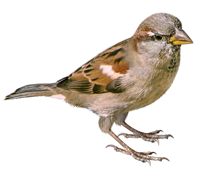 Полевой Воробей самка