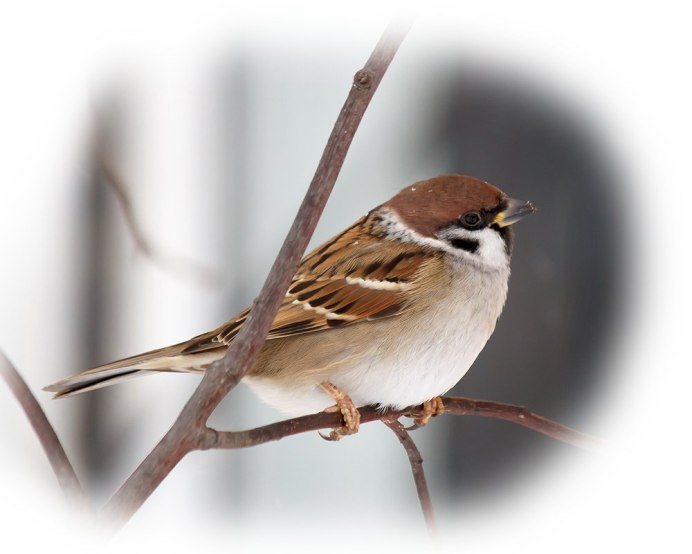 Воробей для детей