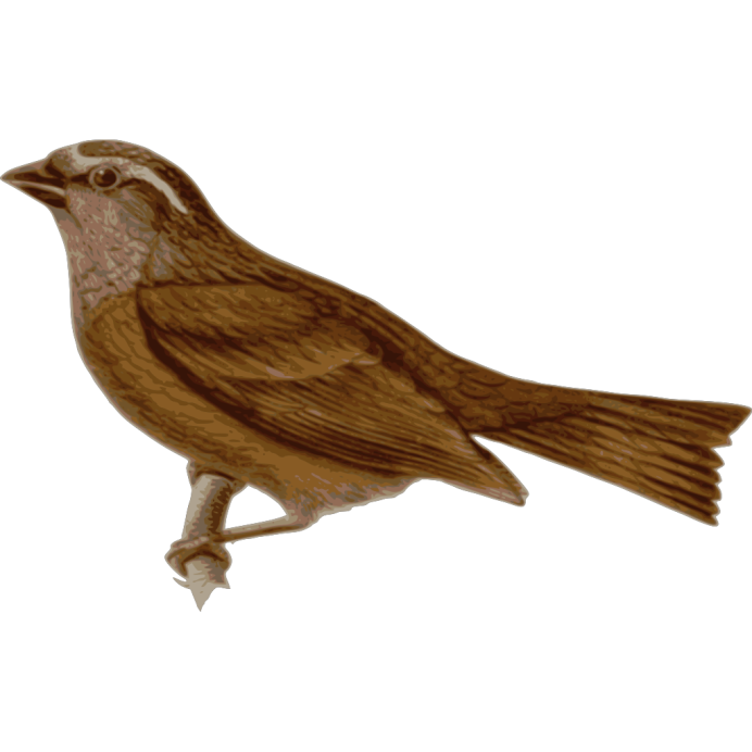 Воробей и воробьиха фото