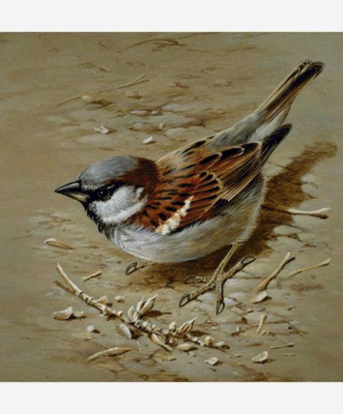 Воробей на белом фоне