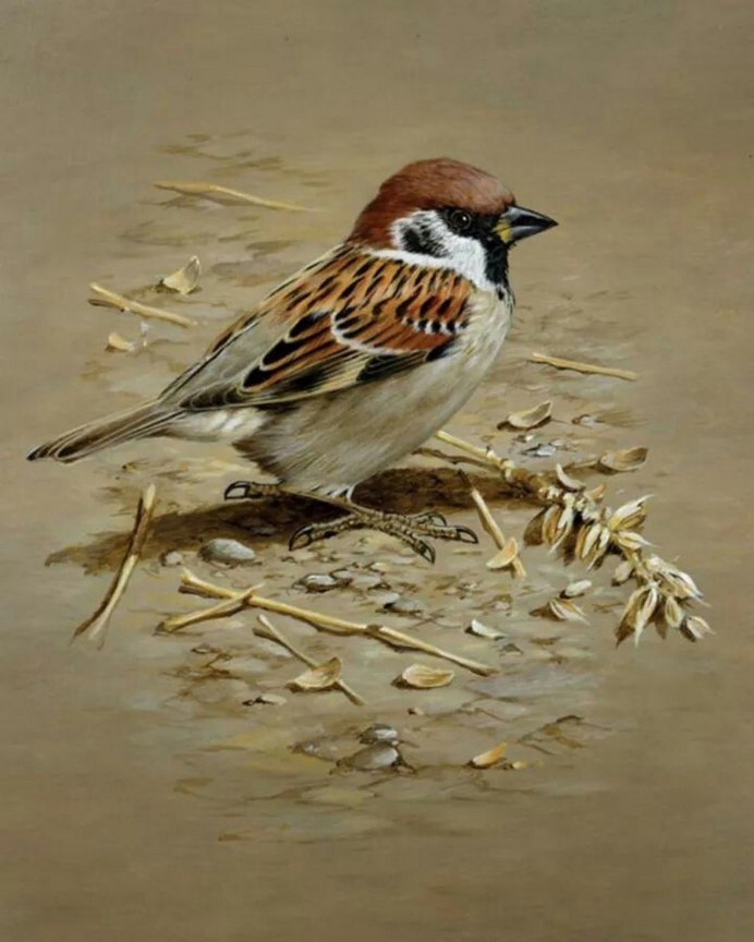 Птичка Воробей