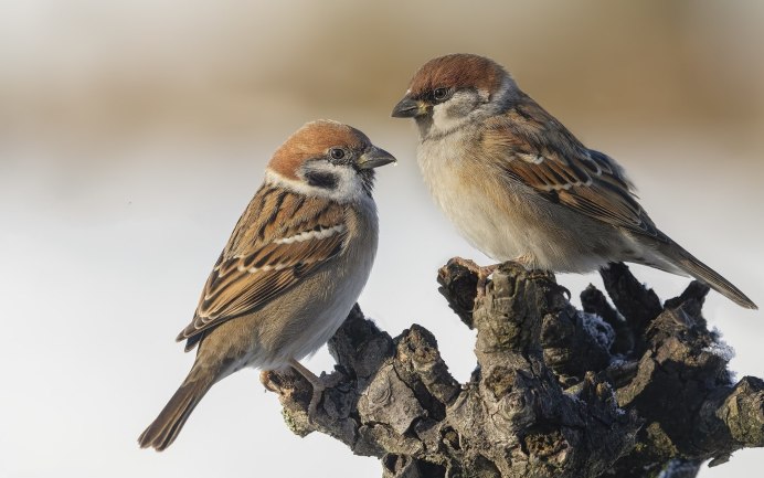 Воробей на белом фоне